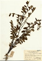 藏品(蕘花屬)的圖片